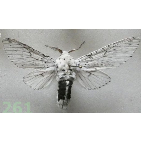 Cerura erminea (Esper, 1783) male Widłogonka gronostajka Poland